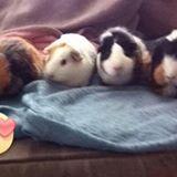 Isaac Nelson's picture