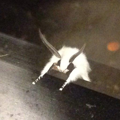 Captain Fuckin Slow McDoNothing's picture