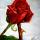 David Shugart's picture